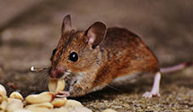 24 Hour & Emergency Exterminators in Merrifield, VA